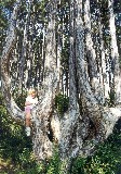 Die "Sesserlbäume" - eine Laune der Natur